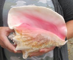 For sale 9" Huge Pink Conch Shell - $22