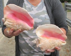 Buy this 2 pc lot of 8" Pink Conchs - $32/lot