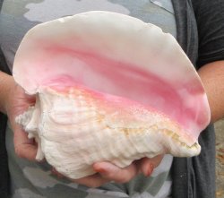 For sale 9" Huge Pink Conch Shell - $22