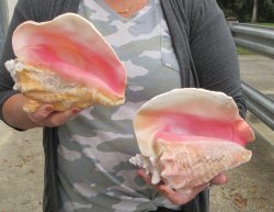 Buy this 2 pc lot of 8" Pink Conchs - $32/lot
