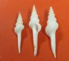 Wholesale White Spindle Seashells 4 to 4-3/4 inches - Packed 25 pieces @ $.55 each; Packed: 150 pcs @ $.45 each