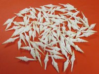 Wholesale White Spindle Seashells 2 to 3 inches - 100 pieces @ .18 each;  500 pcs @ $.15 each