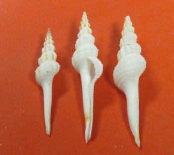 Wholesale White Spindle Seashells 2 to 3 inches - 100 pieces @ .18 each;  500 pcs @ $.15 each