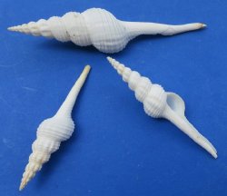 White Spindle Snail Seashells, 5 to 6 inches - 25 pcs @ $1.00 each; 100 pcs @ $.90 each