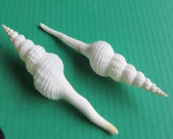 Wholesale White Spindle Snail Seashells, 6 to 7 inches -  25  @ $.95 each;100 pcs @ $.85 each  