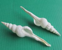 Wholesale White Spindle Snail Seashells, 6 to 7 inches -  25  @ $.95 each;100 pcs @ $.85 each  