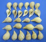 Wholesale Fig Shell...