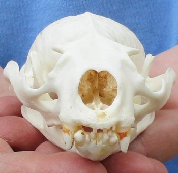 4-5/8 by 2-7/8 inches North American Otter Skull for $37.00