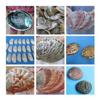 Abalone Shells Wholesale in Bulk