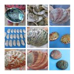 Abalone Shells Wholesale in Bulk