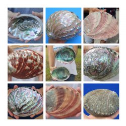 Abalone Shells Hand Picked 