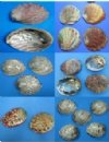 Abalone Shells Wholesale and Hand Picked
