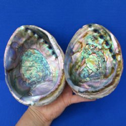 Abalone Shells Hand Picked