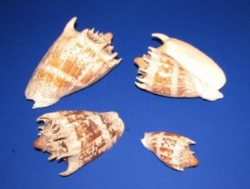 Imperial Volute Seashells