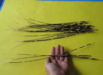 50 Thin African Porcupine Quills 15 inches up to 18 inches - Packed 50 @ .65 each