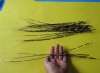 50 Thin African Porcupine Quills 15 inches up to 18 inches - Packed 50 @ .65 each