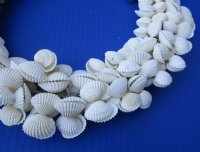 Wholesale White Cardium Shell Wreaths decor - 2 pcs @ $7.75 each