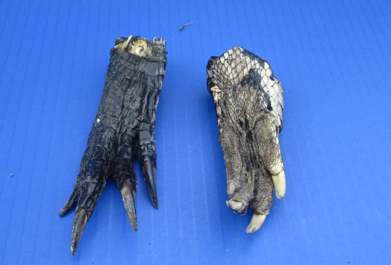 Alligator Foot Gator Feet Craft Supplies Jewelry Supplies Animal Bone Feet One