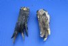 Wholesale Preserved Florida Alligator Feet 3 inches to 4-7/8 inches - Packed: 10 pcs @ $3.00 each (You will receive gator feet similar to those pictured)