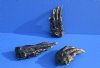 Wholesale Preserved Florida Alligator Feet 5 inches to 5-7/8 inches - Packed: 5 pcs @ $3.50 each (You will receive gator feet similar to those pictured)