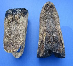 7 to 8-1/2 inch B-Grade alligator heads (2 pc, 8 pc)