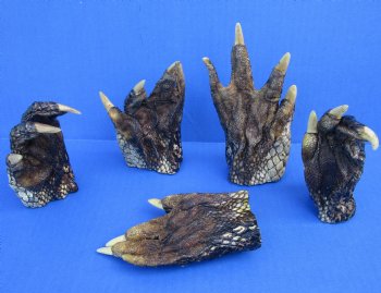Large Alligator Feet 3 to 4-1/2 inch (5 @ $3.50 ea, 30 @ $3 ea)