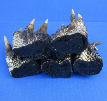 Large Alligator Feet 3 to 4-1/2 inch (5 @ $3.50 ea, 30 @ $3 ea)