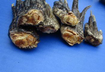 Wholesale Cured in formaldehyde Louisiana Alligator Feet 1-1/2 inches to 4 inches -  20 pcs @ $1.00 each; 100 pcs @ $.85 each