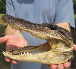 Alligator Heads for Sale Hand Picked Pricing