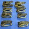 4-7/8 inches to 6 inches Small Wholesale alligator heads from a 3 foot gator with clear marble eyes -  Min: 3 pcs @ $8.75 each; 20 or more @ $7.75 each (You will receive gator heads similar to those pictured)  