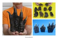 Alligator Feet Large and Bulk Hand Picked Pricing