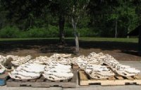 Alligator Skulls for Sale - Hand Picked Pricing
