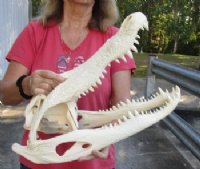 Alligator Skulls