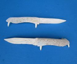 Alligator Jaw Bone Knives 6 to 7 inches - 2 pcs @ $11.50 each; 12 pcs @ $10.35 each