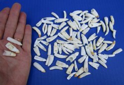 Wholesale Alligator Teeth - 1 to 1-3/8 inches - 10 pcs @ $1.25 each; 50 pcs @ $1.12 each 