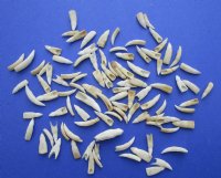 Wholesale Alligator Teeth, 1/2 inch to 1-1/4 inches - 100 @ .22 each 