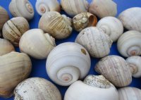 Wholesale Apple Snails for shell crafts 2-1/2 inch to 3-1/2 inch - Packed: 50 pcs @ $.75 each