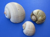 Wholesale Apple Snails for shell crafts 2-1/2 inch to 3-1/2 inch - Packed: 50 pcs @ $.75 each