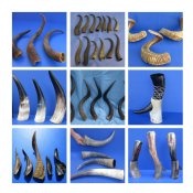 Animal Horns Wholesale