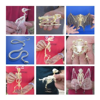 Animal Skeletons 