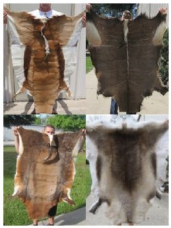 Direct Importer of Tanned Animal Skins and Hides from Africa and Finland