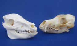 Other Animal Skulls With & Without Horns Hand Picked