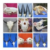 Animal Skulls Hand Picked Pricing
