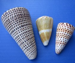 1 to 5 inches Mixed Cone Shells Wholesale 20 kilo box Priced at $1.80 Kilo