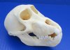 Wholesale Juvenile African Baboon skull, Chacma baboon (Papio Ursinus) commercial grade, measuring approximately 4-1/4" to 5-3/4" long.  You will receive skulls that look similar to those pictured @ $125 each. 3 pcs or more @ $112.00 each 