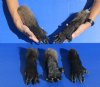 Wholesale Real Chacma Baboon Taxidermy Hand (Papio ursinus) 8 to 11 inches long - $105 each;