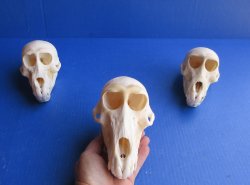 Wholesale Juvenile African Chacma Baboon skull - $165 each; 3 or more @ $148 each (CITES P-000044854)
