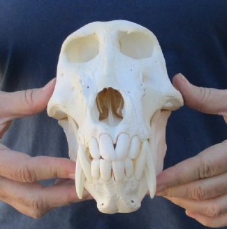 Baboon Skulls Hand Picked Pricing