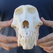 Baboon Skulls Hand Picked Pricing
