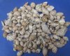 Mixed Babylonia(Not Cleaned)spirata & areolata seashells 3/4 inches to 3 inches sold in gallon bags - $1.50 per gallon - Minimum: 2 gallons <font color=red> *SALE* </font>